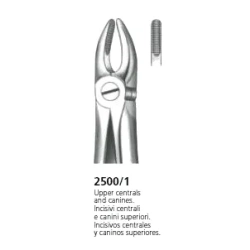 Kleszcze anatomiczne do zębów górnych i kłów / 2500/1 Medesy